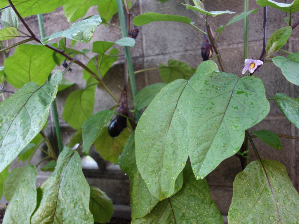 🌻🥒野菜の観察🍆🍉
