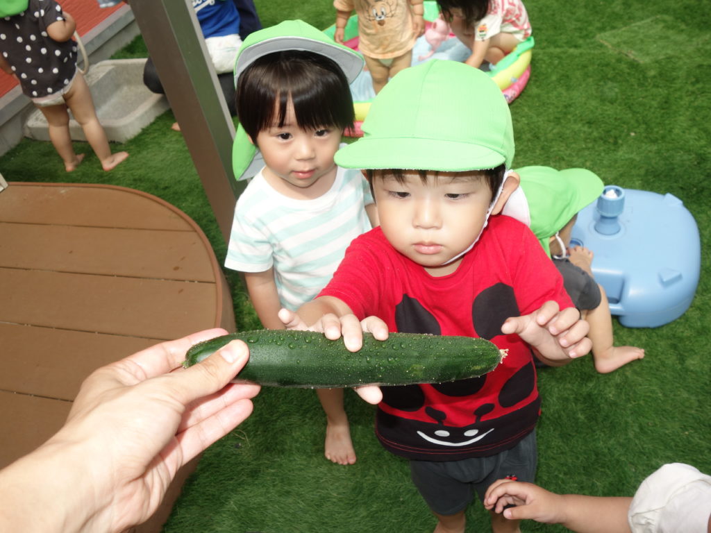 🌞キュウリの収穫🥒