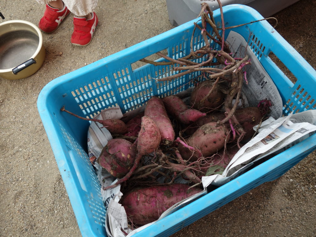 🍠さつまいも掘り②🍠